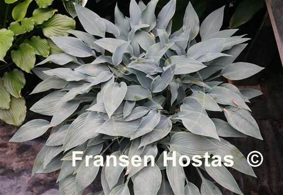 Hosta Hadspen Heron